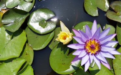 stage de yoga , le dimanche 29 novembre 2015 de 14h30à 17h30 sur le prânâyâma et la méditation